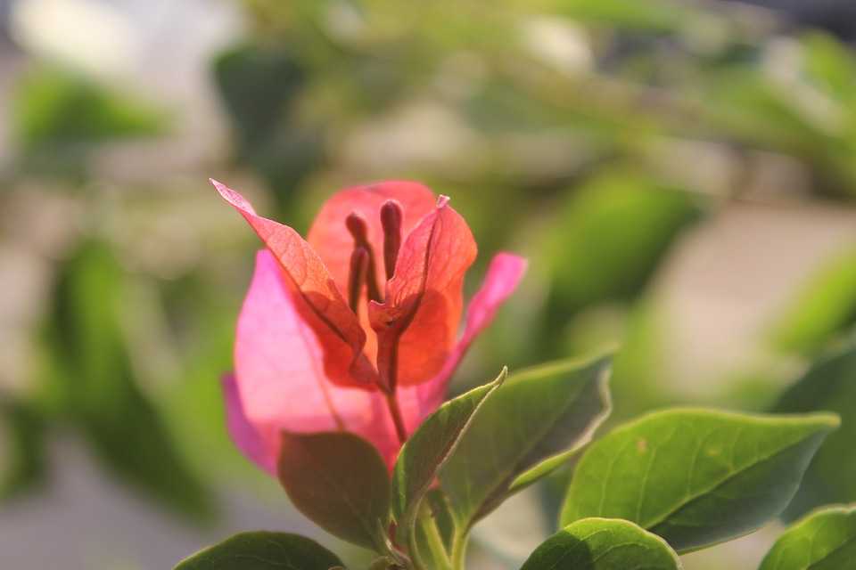 Red Leaf Flower