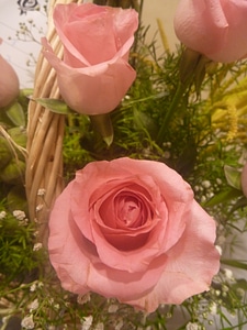 Two Pink Roses photo