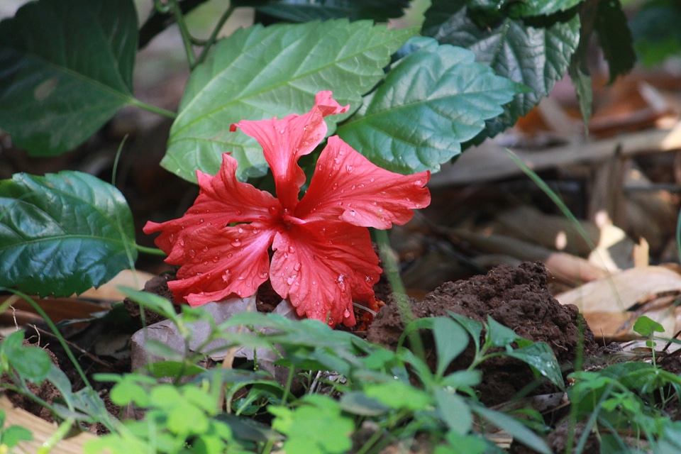 Shoe Flower Top View