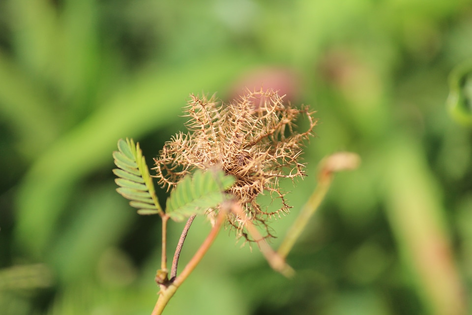Thorny Bush Closeup