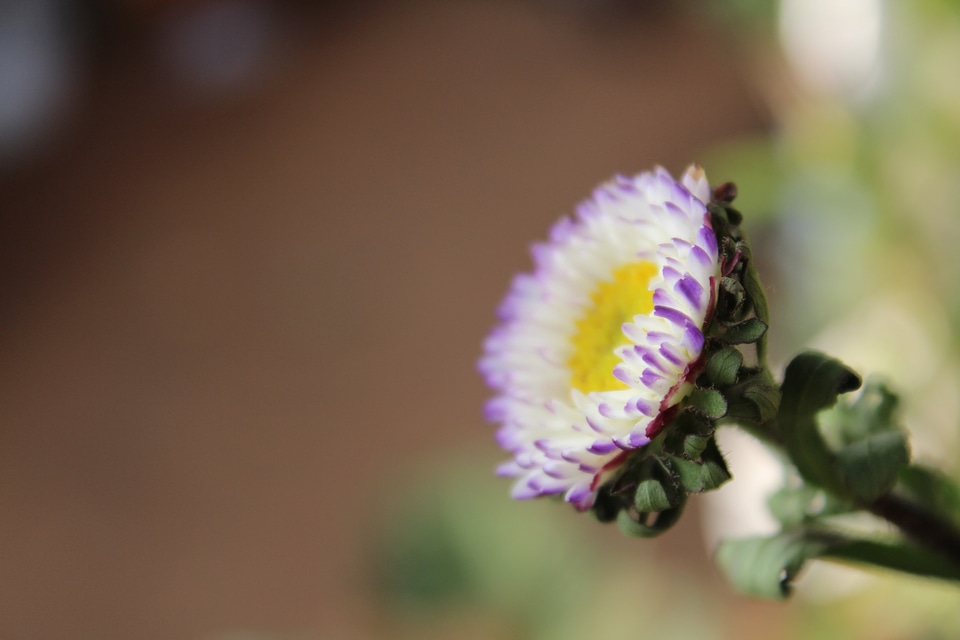 Single Purple Flower