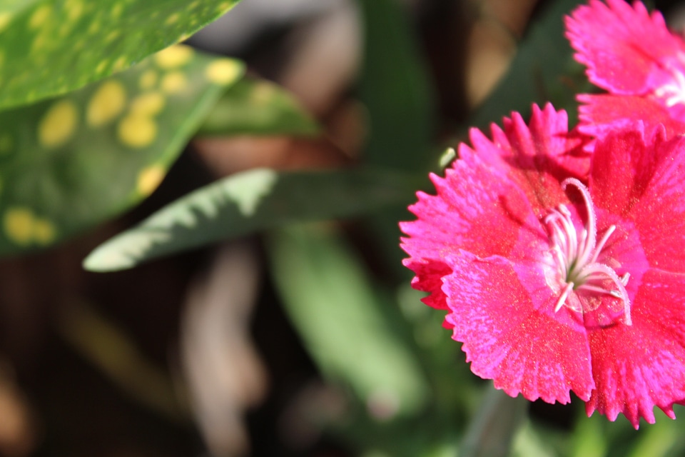 Reddish Pink Flower Petals