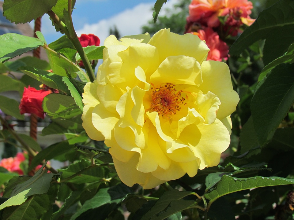 Flower garden flora