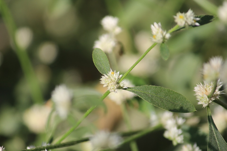 Small White Flowers Garden