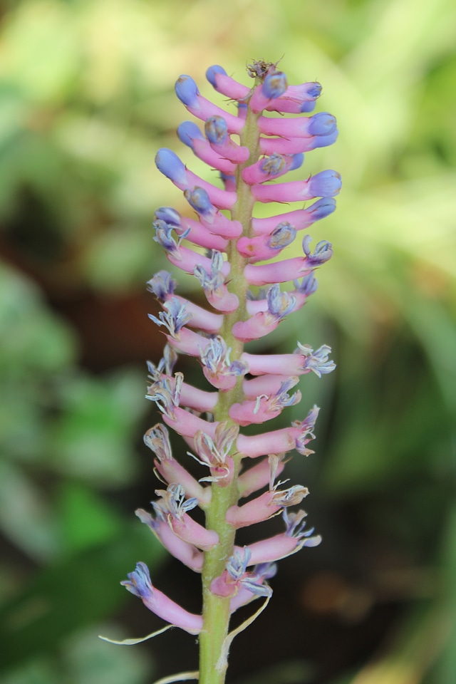 Unique Pink Blue Flower