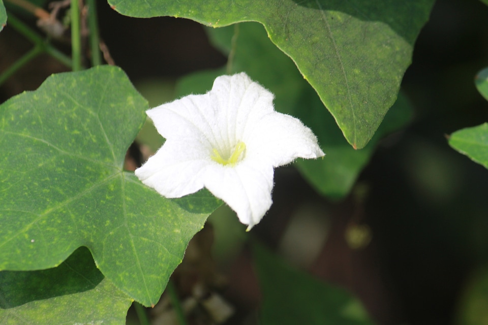 White Flower Background