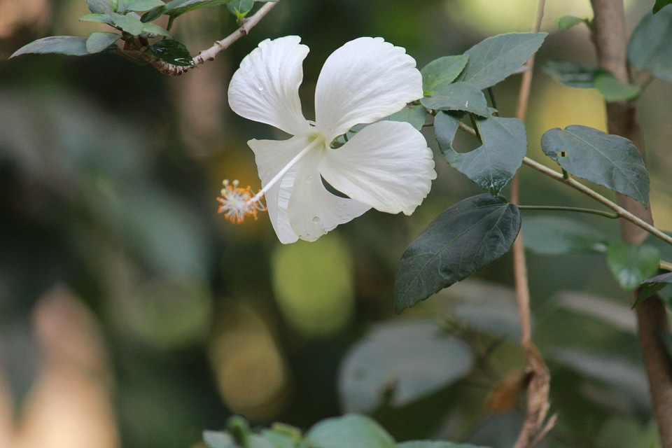 White Shoe Flower