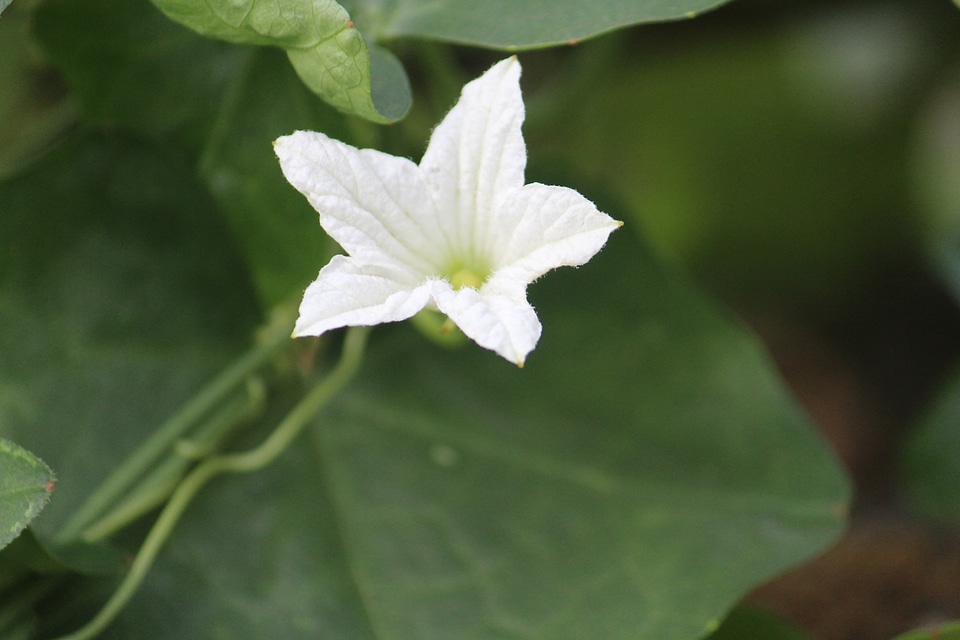 White Star Shape Flower
