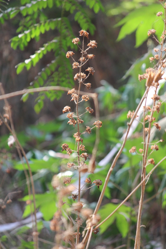 Wild Plant Closeup