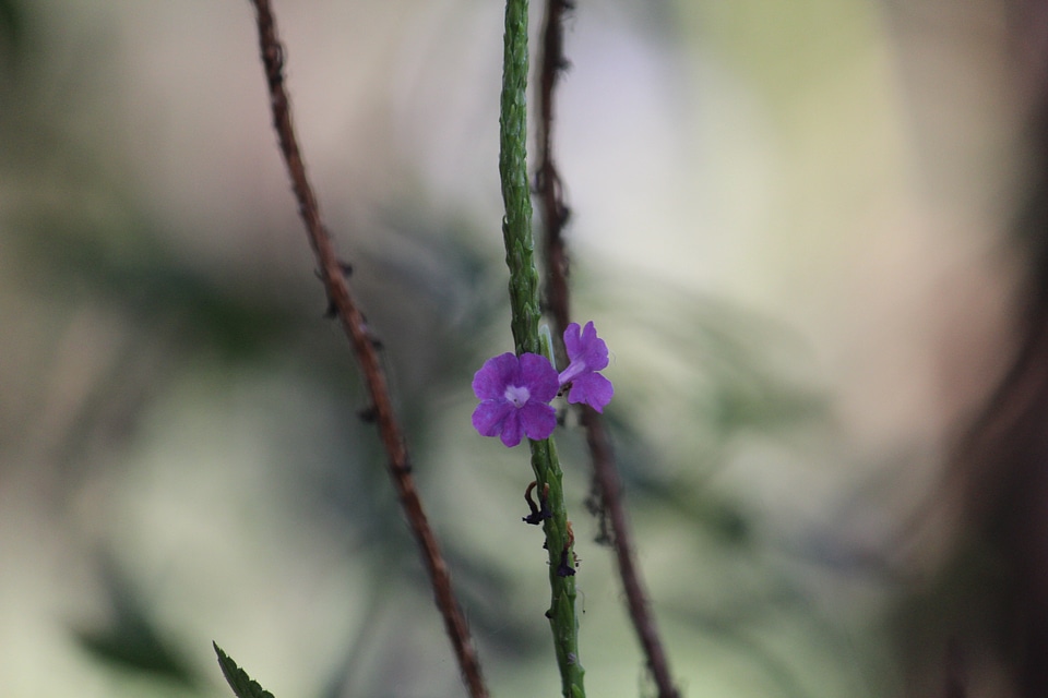 Wild Flower Closeup