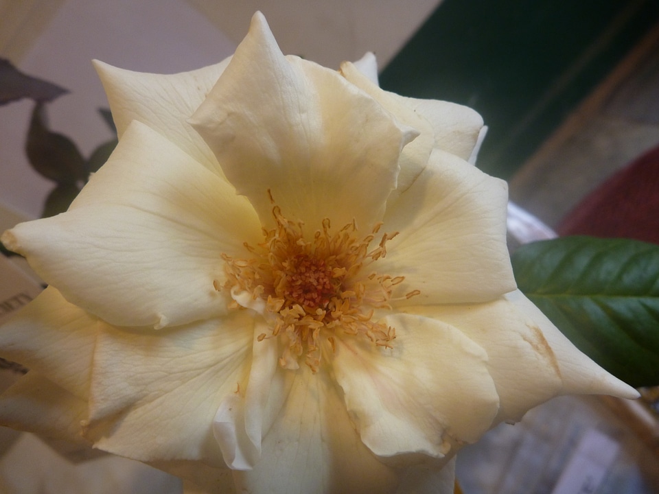White Yellow Flower