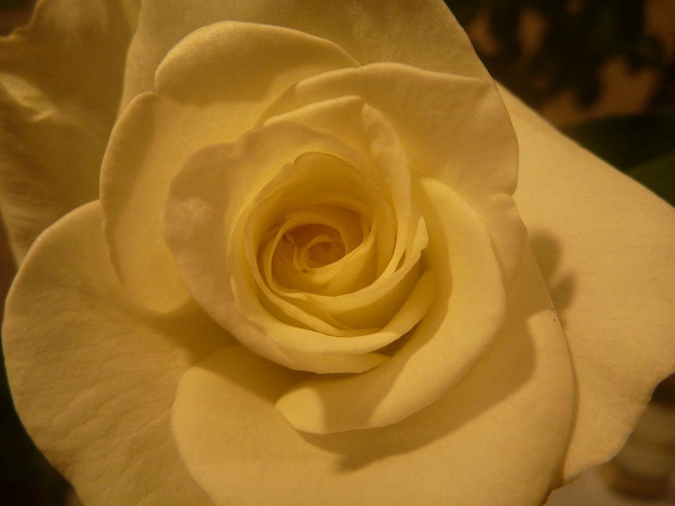 Yellow Rose Closeup