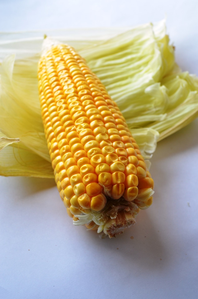 Maize Corn 3