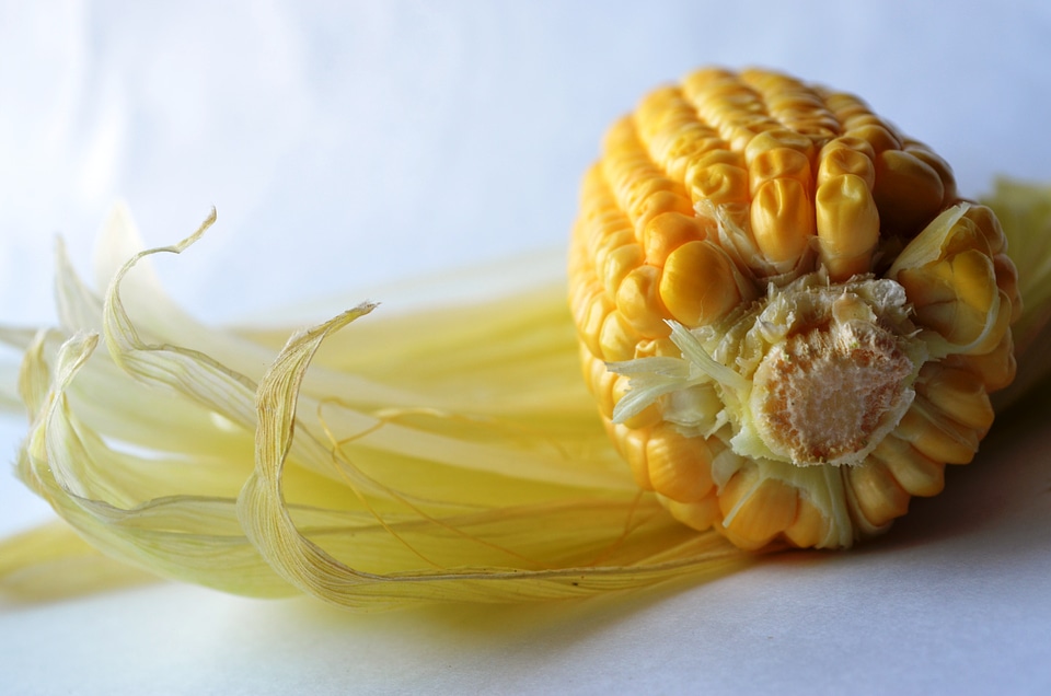 Maize Corn Stalk
