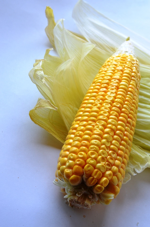 Maize