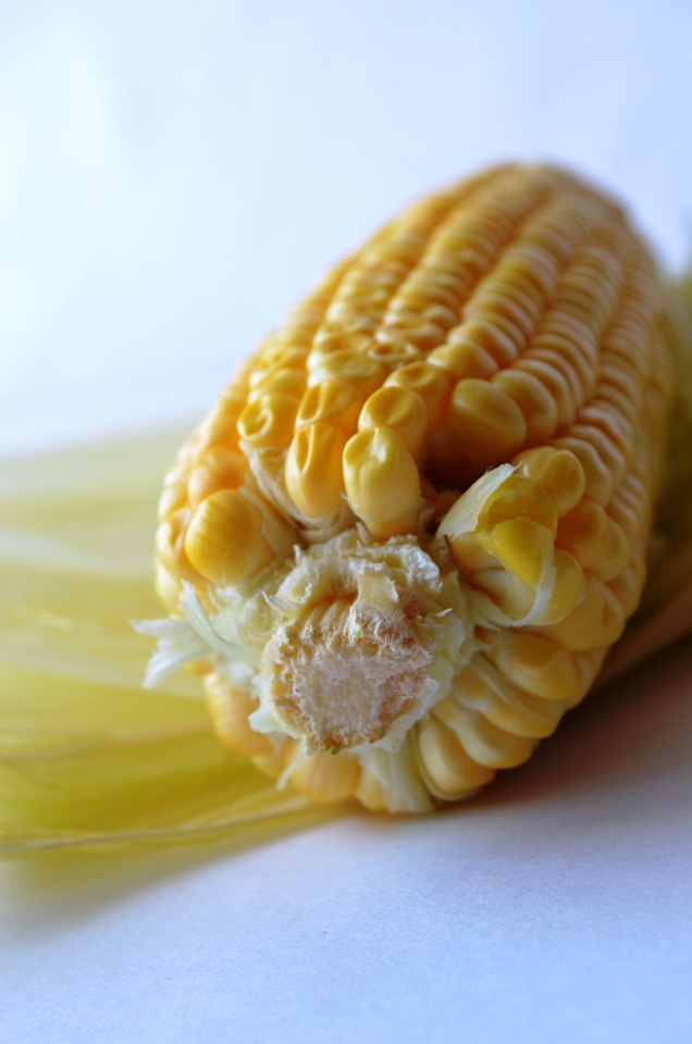 Maize Corn