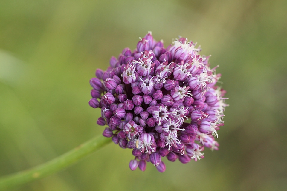 Wild flower close up flowers