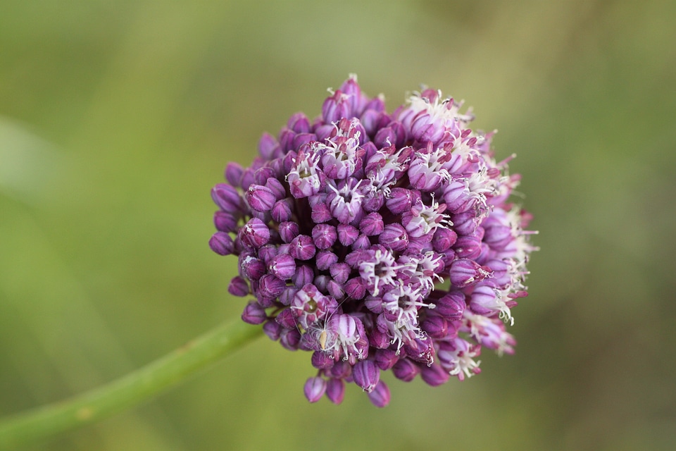 Wild flower close up flowers photo