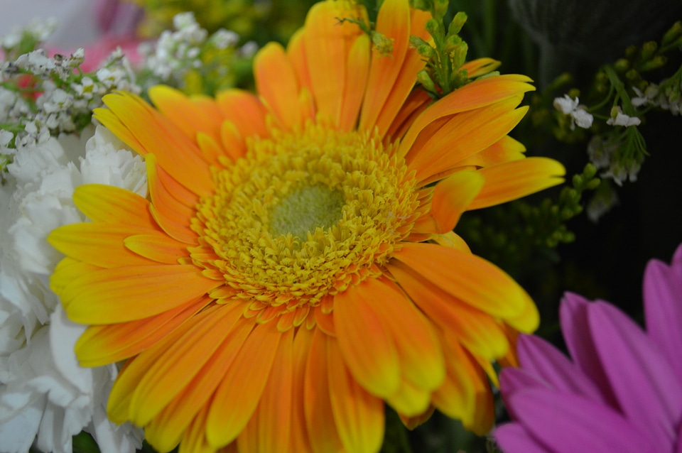 Orange Yellow Daisy