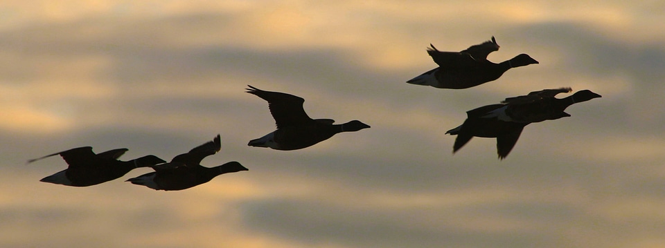 Black Brants in flight