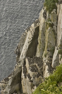 Chowiet Island murre colony