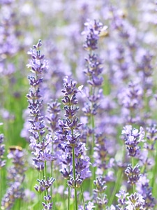 True lavender narrow leaf lavender lavandula angustifolia photo