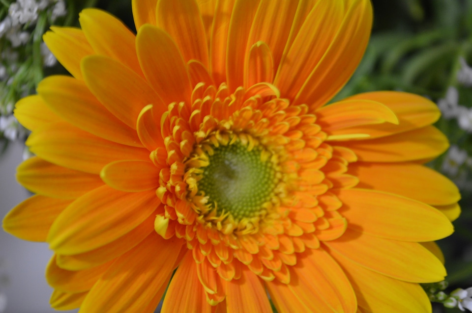 Yellow Orange Daisy 2