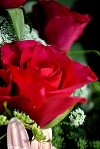 Red Rose