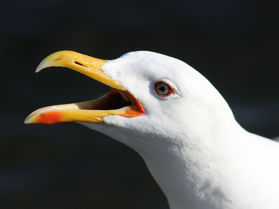 Waterfowl gull sea