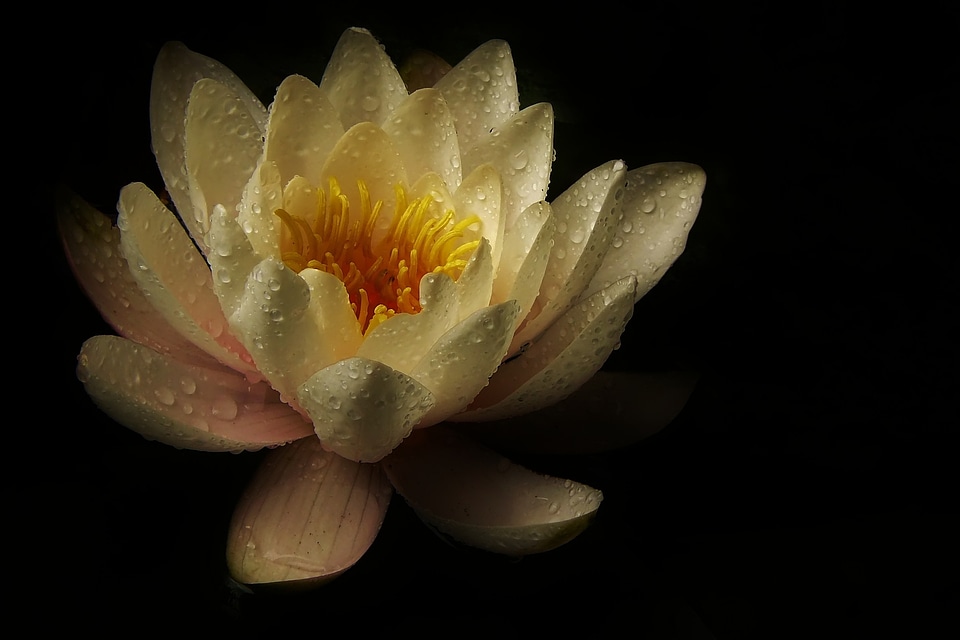 Flower aquatic plant nature