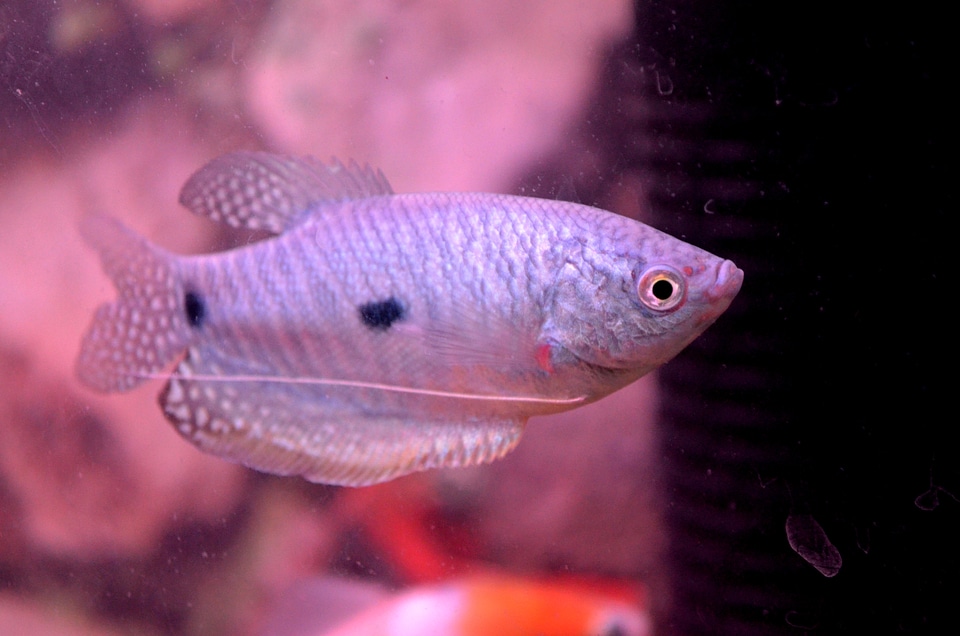 Fish 2