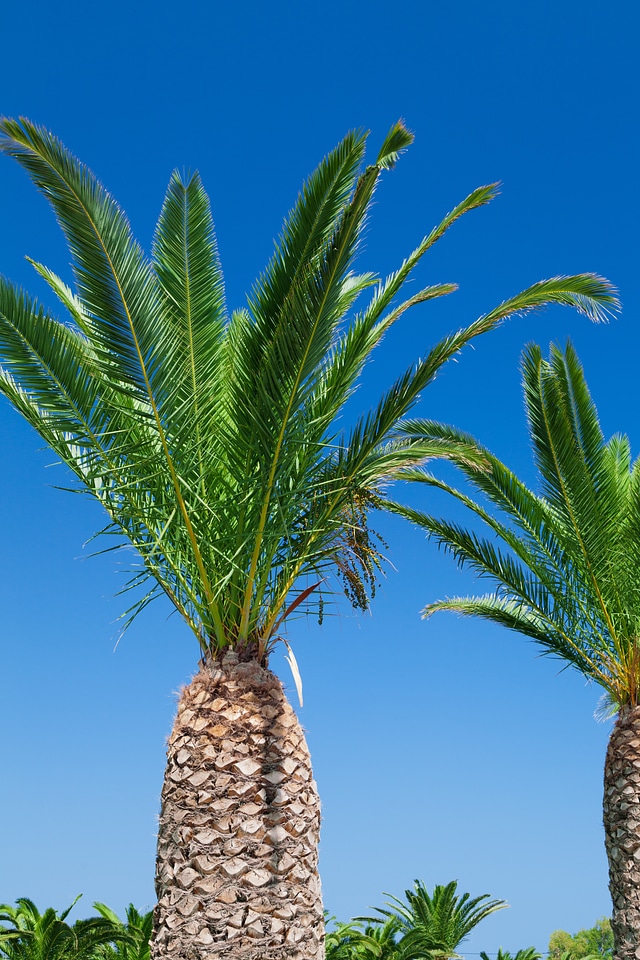 Tree palm nature