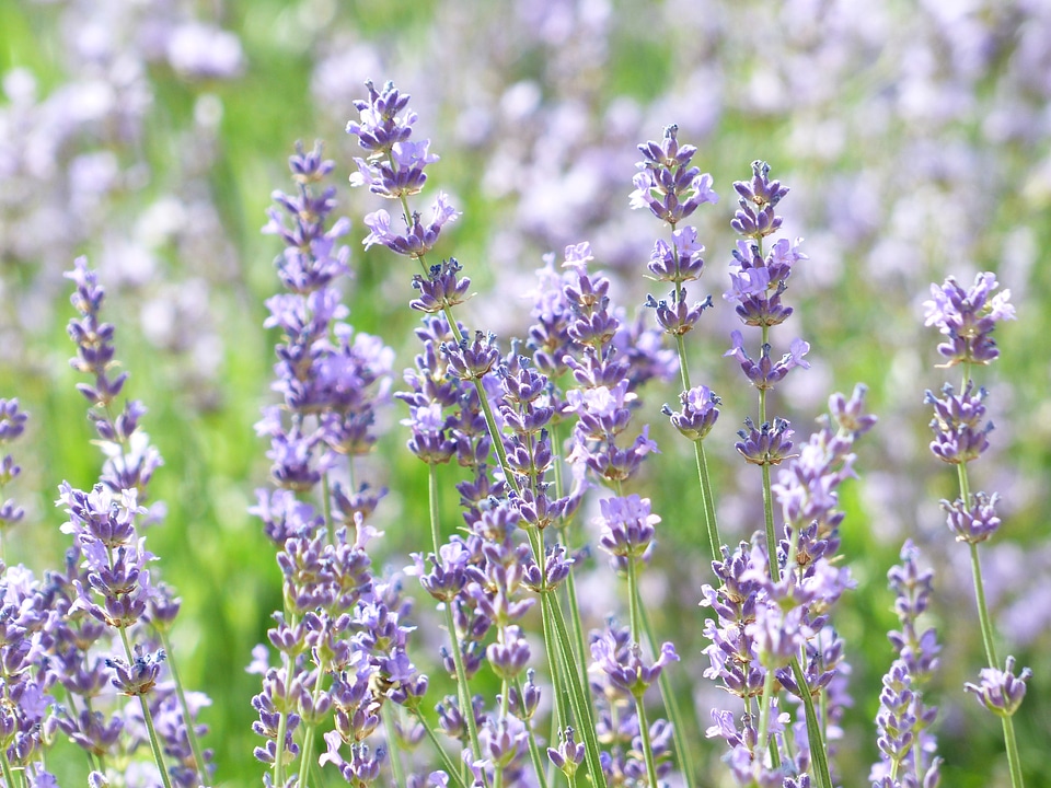 True lavender narrow leaf lavender lavandula angustifolia photo