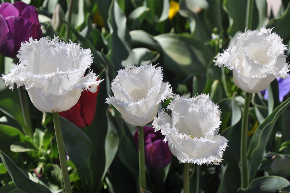 Flower floriade canberra