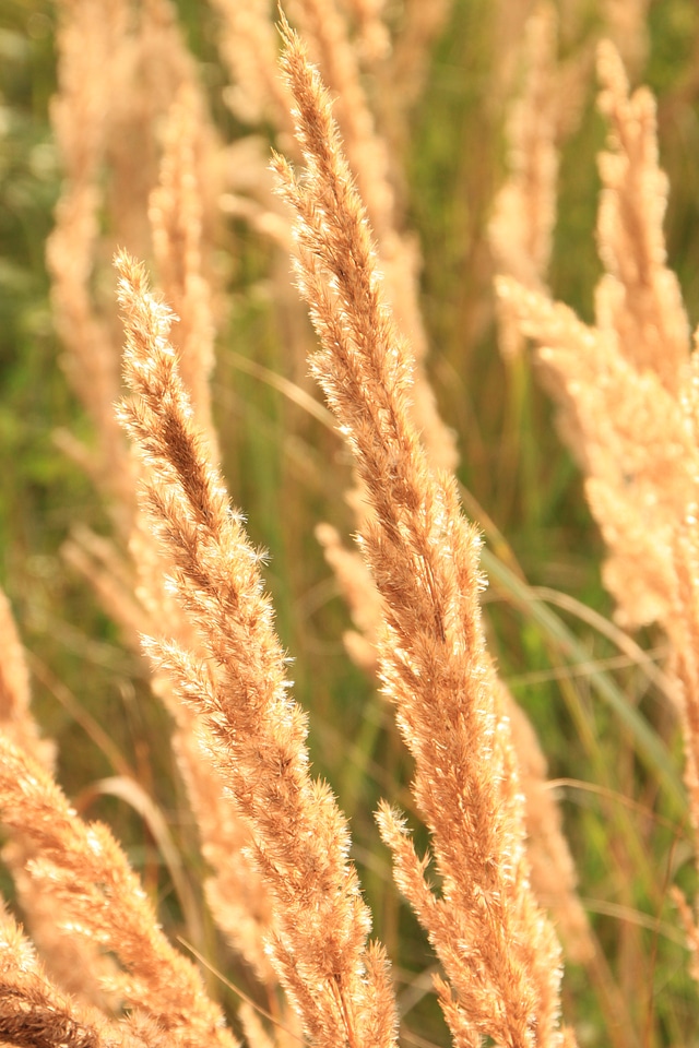 Grass sun sunlight