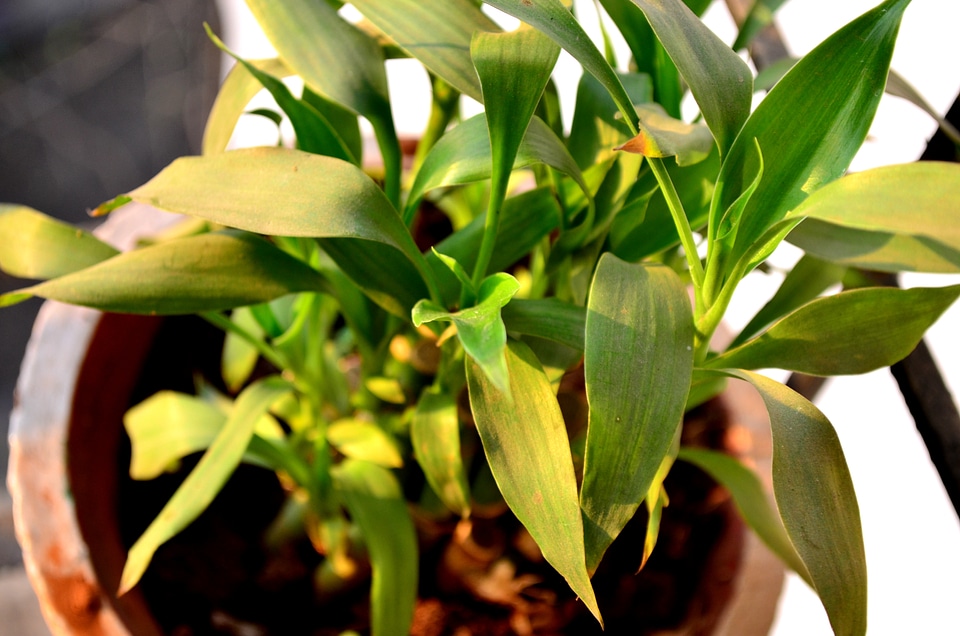 Potted Plant Closeup