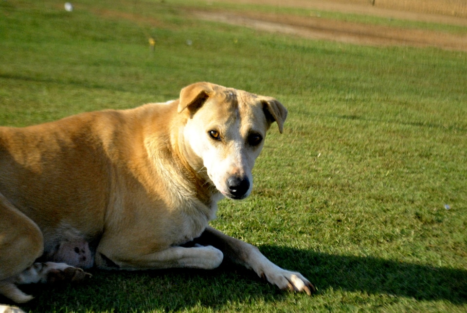 Dog Sitting On Grass