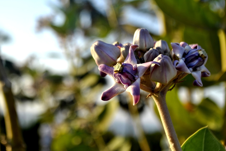 Flower photo