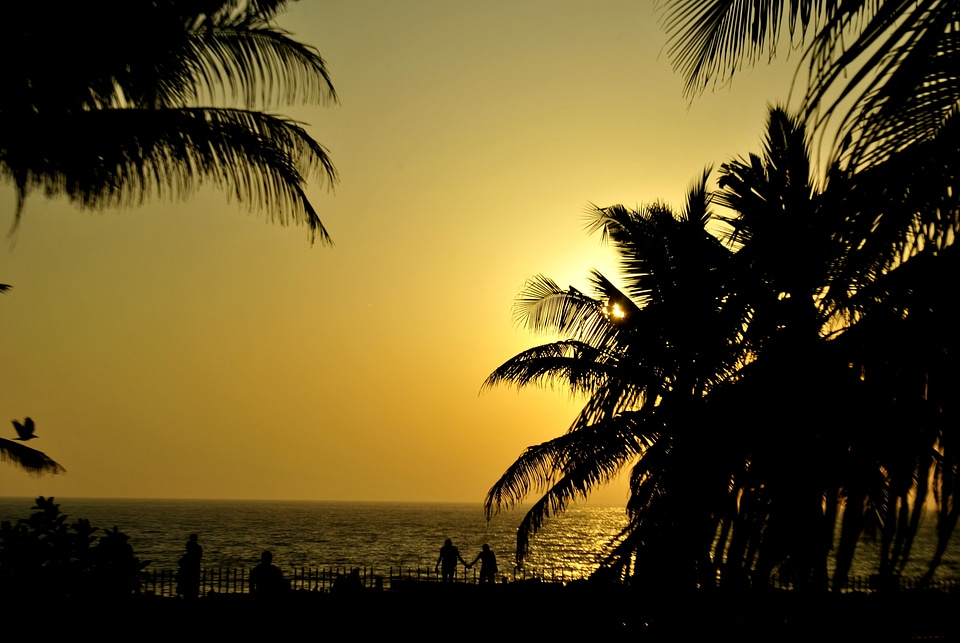 Palm Trees Sunset photo