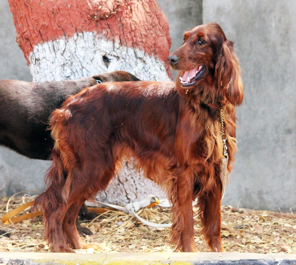 American Cocker Spaniel