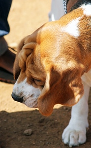 Beagle Cute Dog photo