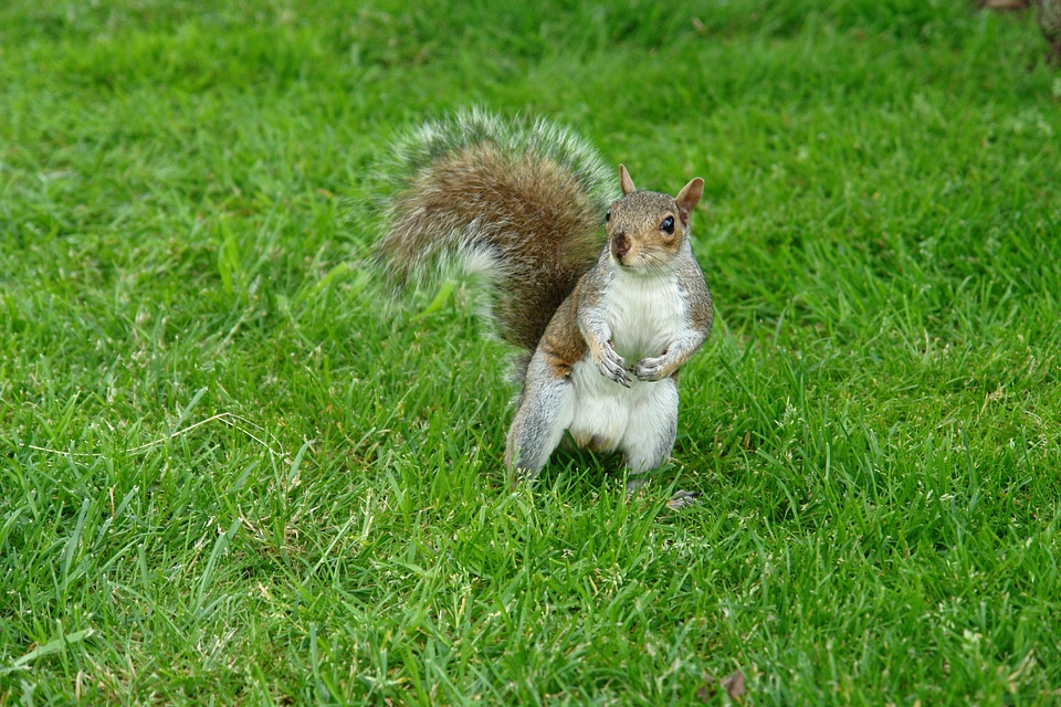 Animals natural forest