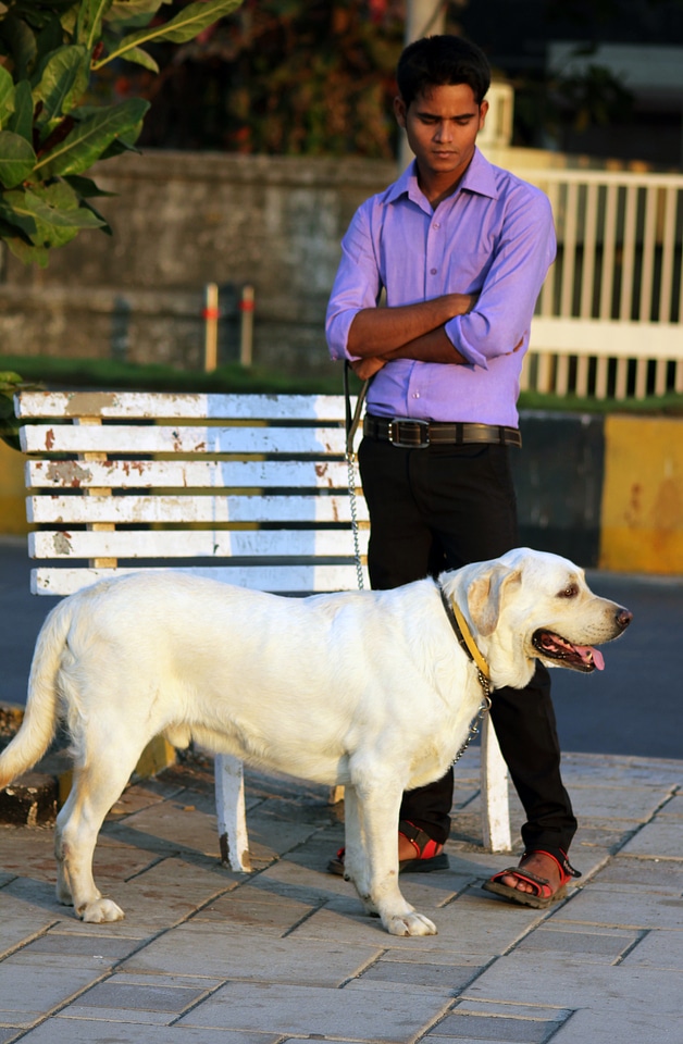Beautiful Dog Labrador White