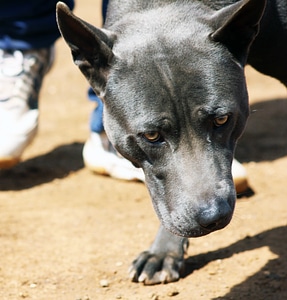 Black Dog Sun photo