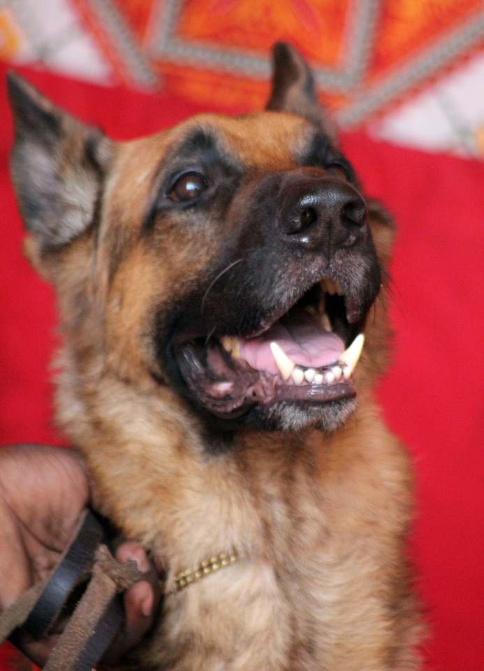 German Shepherd Dog