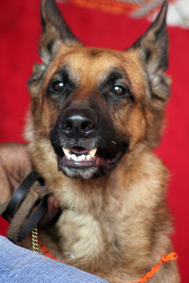 German Shepherd Dog 2
