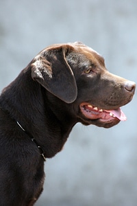 Labrador Dog Brown photo