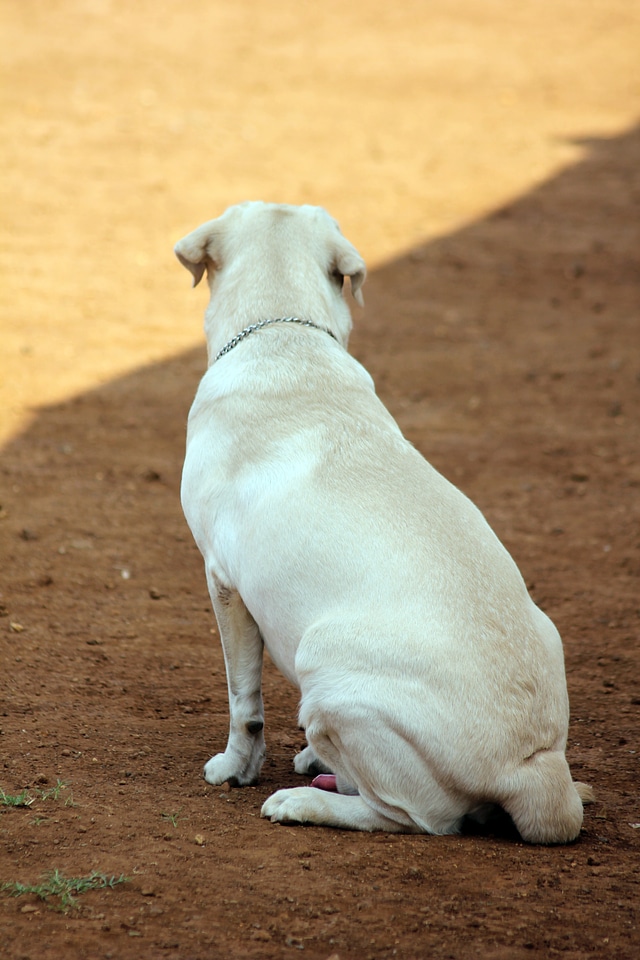 Labrador Sitting Looking Away