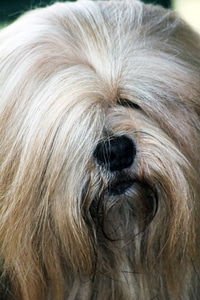 Lhasa Apso 8 photo