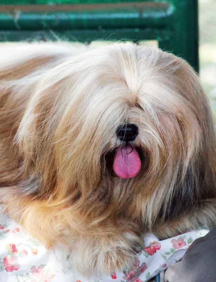 Lhasa Apso 6 photo